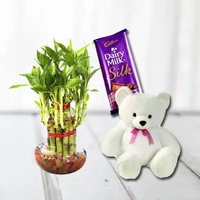 Lucky Bamboo, Cadbury Silk With Teddy
