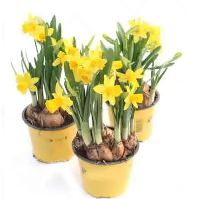 Daffodils Flowers Plant