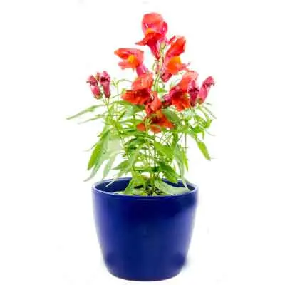 Snapdragon Flowers Plant