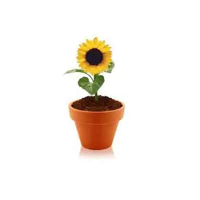 Sunflowers Plant