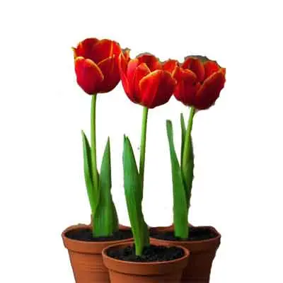 Tulips Flowers Plant