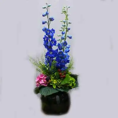 Delphinium Flowers Plant