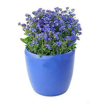 Forget Me Not Flowers Plant