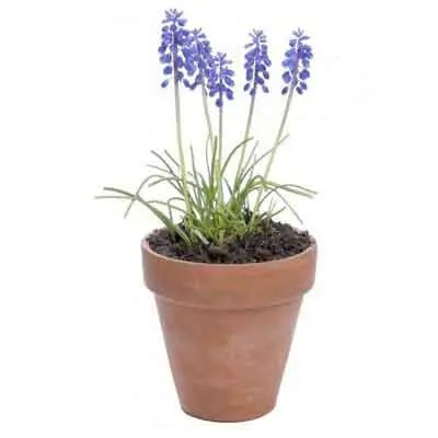 Hyacinth Flowers Plant
