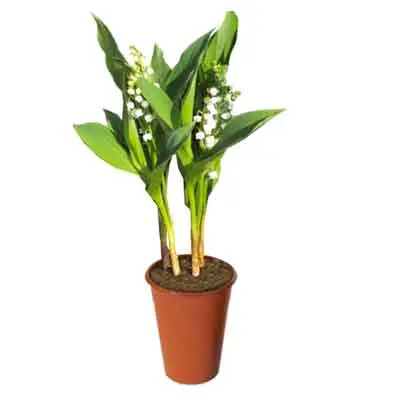 Lily of the Valley Flowers Plant