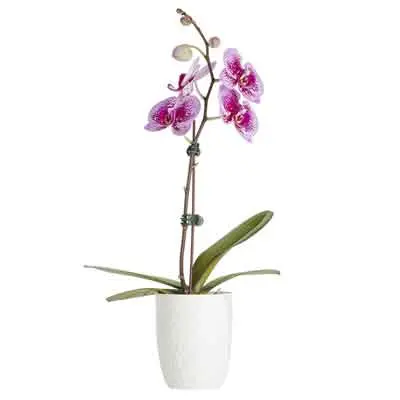 Moth Orchid Flowers Plant