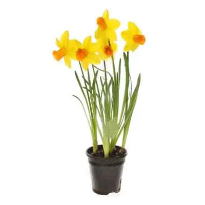 Narcissus Flowers Plant