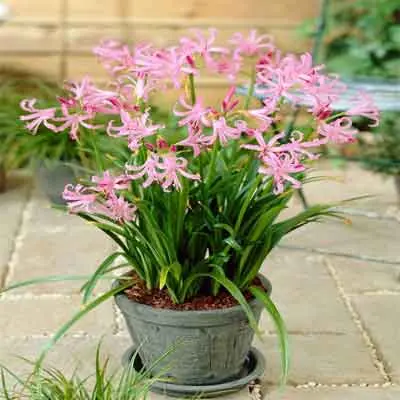 Nerines Flowers Plant