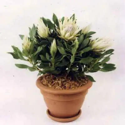 Protea Flowers Plant