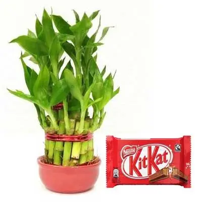 2 Layer Lucky Bamboo with Kitkat