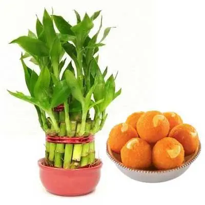 2 Layer Lucky Bamboo with MotiChoor Laddu
