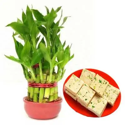 2 Layer Lucky Bamboo with Soan Papdi