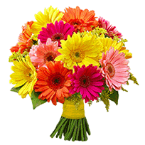 Gerbera