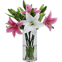 Lily